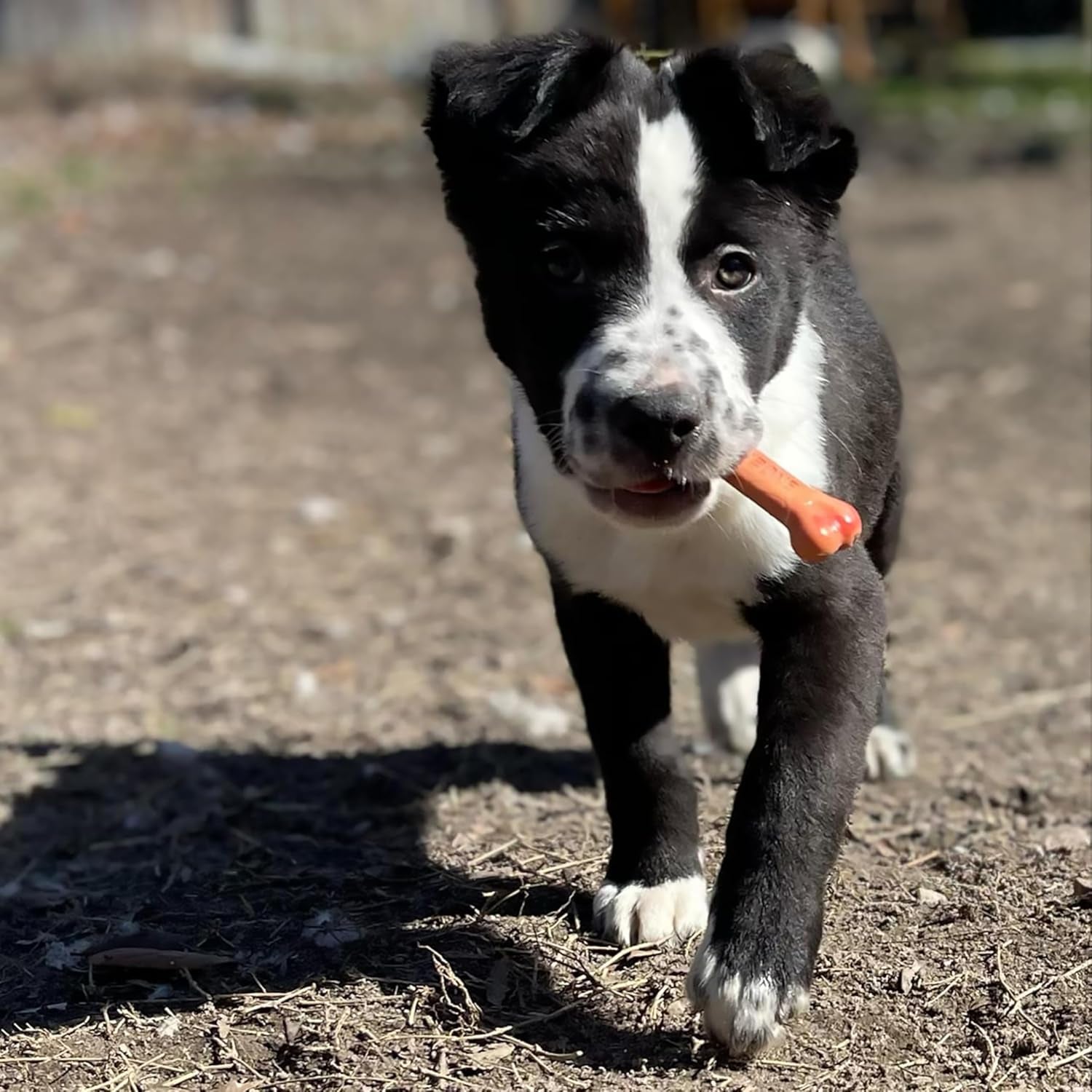 Classic Twin Pack Power Chew Flavored Durable Dog Chew Toy